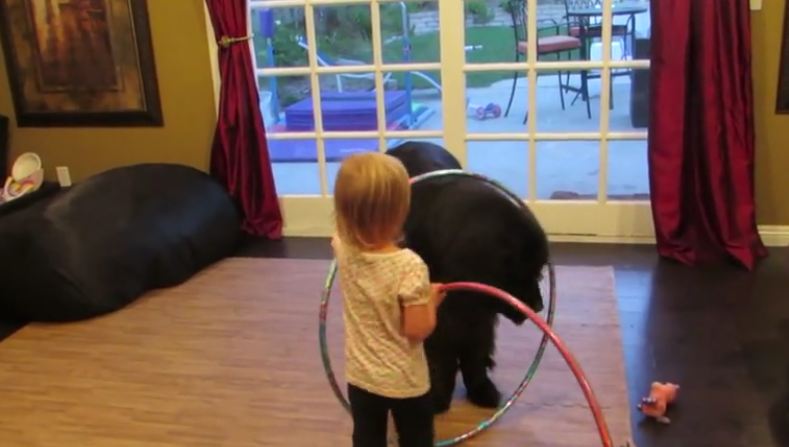 Little Girl Adorably Tries Teaching Her Gentle Giant To Hula Hoop