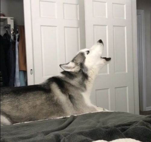 Mom Tells Her Husky ‘I Love You,’ And The Dog Digs Deep And Lets It Rip