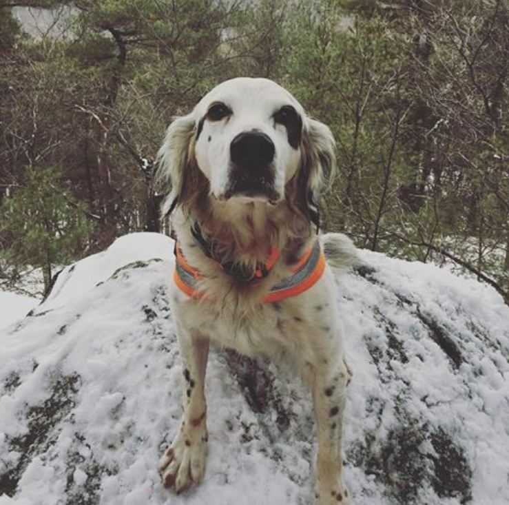 Senior Rescue Dog Dies Defending His Humans & Dog Friends From A Black Bear