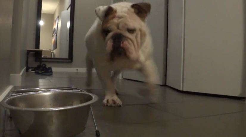 Porkchop the Bulldog steals more food
