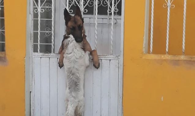 German Shepherd Seen Helping Little Dog Friend In To Visit