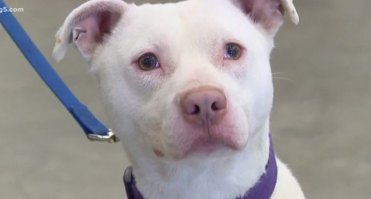 Deaf Dog Who was Called ‘Unadoptable’ Now Works as Drug Detection K9