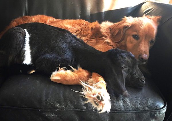 Goat Comforts Dog Who Just Lost His New Best Friend