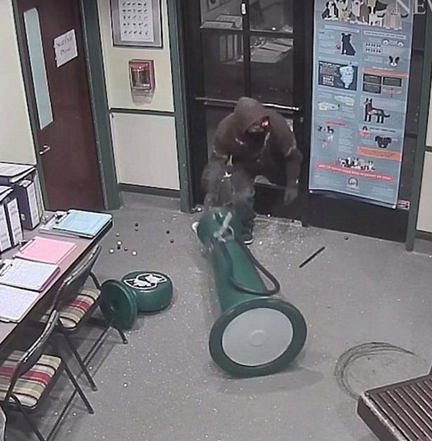 Dumbest thief: Masked man steals gumball machine from animal shelter