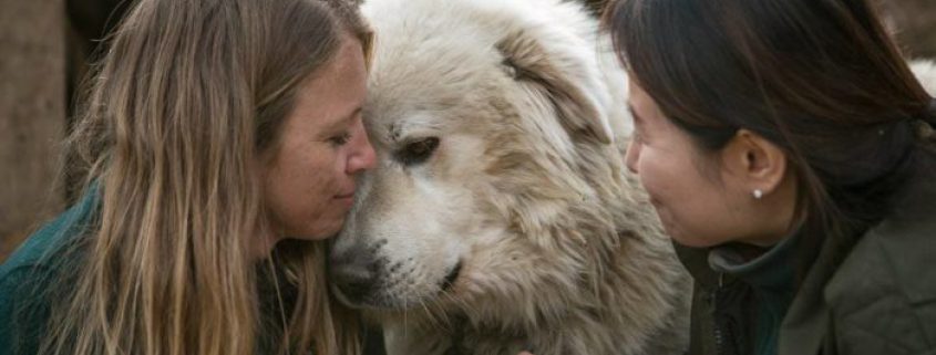 Humane Society International rescuing 80 dogs from South Korean meat farm