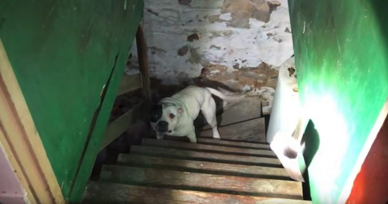 Rescuers Called After Person Buys a House and Finds Pit Bull Chained Up in the Basement
