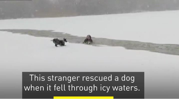 Fearless Woman Doesn’t Hesitate, Marches Straight Into Frozen Lake To Save Stranger’s Dog
