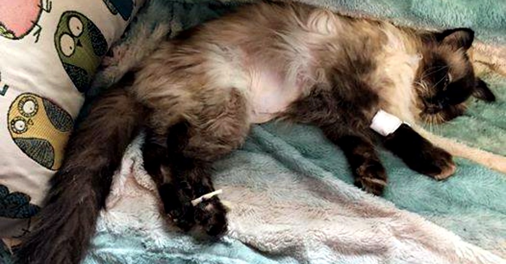 Abused Cat Gets Second Chance At Life