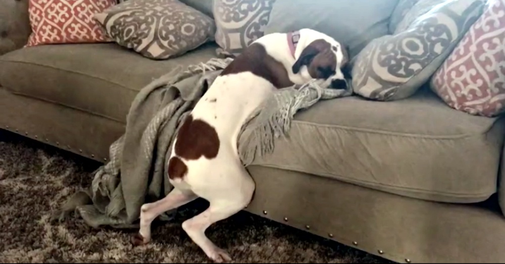Clever Dog Defies The Rule of “No Dogs On The Couch”