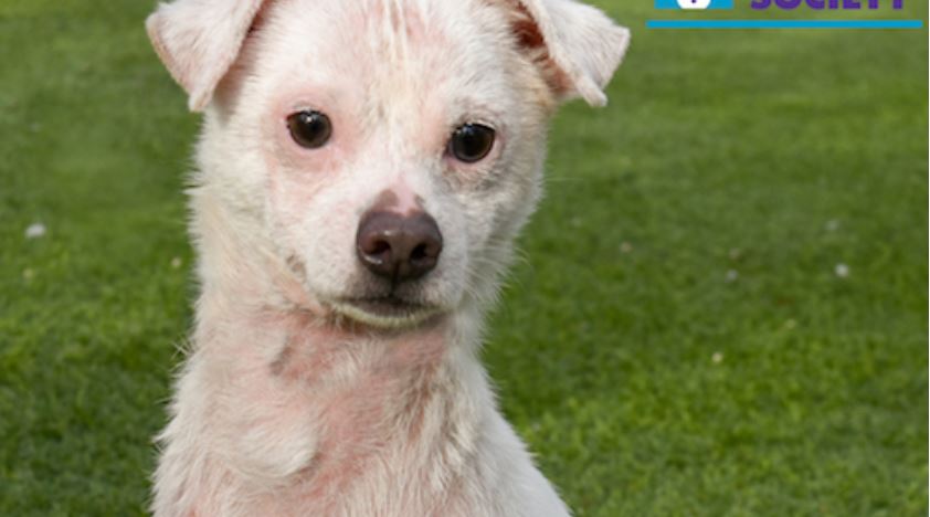 The Cure For This Dog’s “Mystery Condition” May Be His New Forever Home