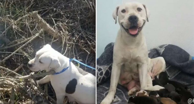 Animal Shelter Writes Emotional Letter to Owner Who Dumped Pregnant Dog