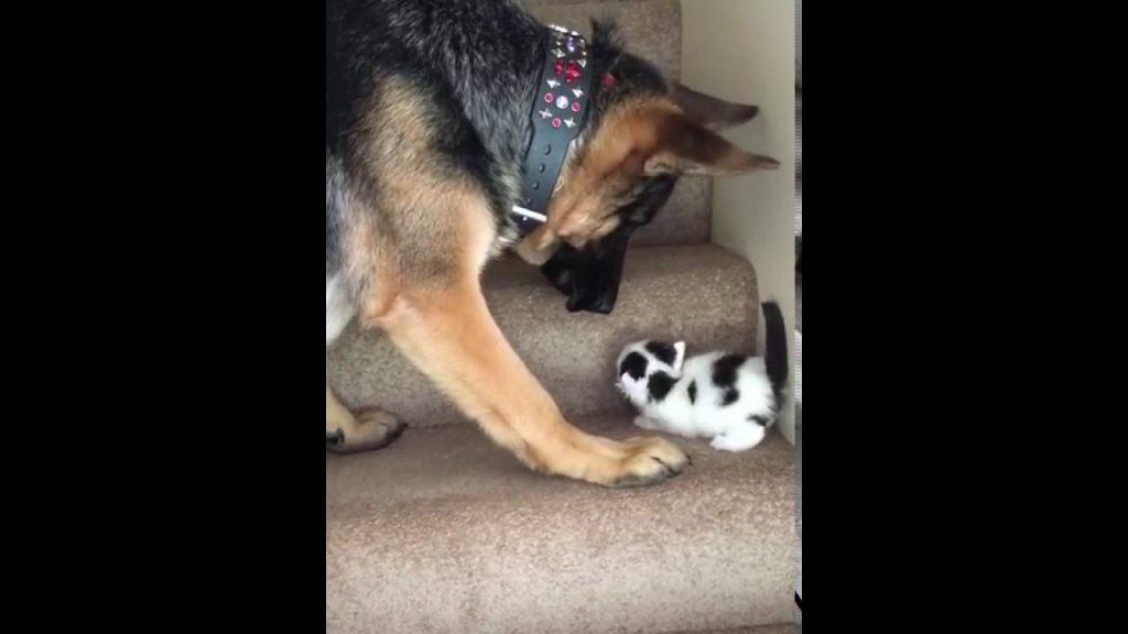 Kitten Can’t Get Up The Steps, So The German Shepherd Lends A Helping Paw