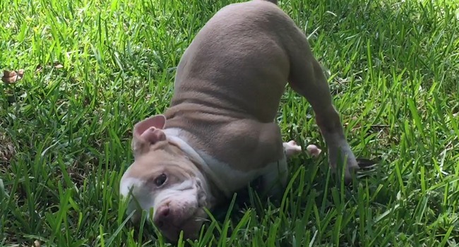 Never Say Can’t! Wobbly Pittie Teaches Herself To Run (With A Little Help From A Friend!)
