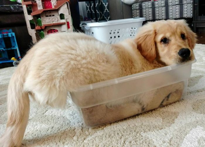 20 Times Retrievers Cemented Themselves As The Best Dogs Ever