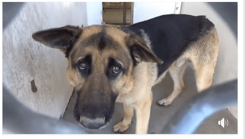 Young shepherd, with sad eyes, waits for someone to notice him