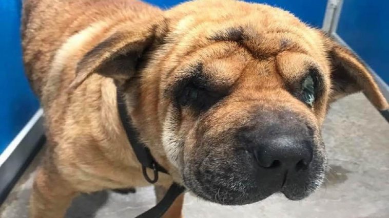 Shar Pei from Puppy Mill Who was Blind Her Whole Life Finally Can See