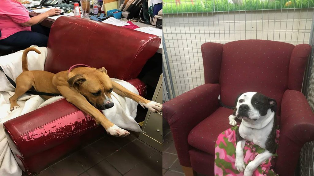 Shelter Gives Dogs Comfy Armchairs To Make Them Feel At Home