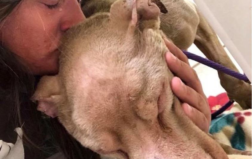 Woman Cradles Shelter Dog In Her Arms Overnight So He Won’t Die Alone