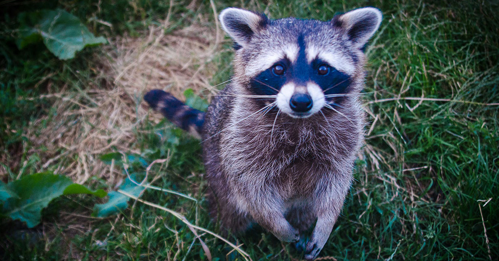 Raccoons Are Actually Much Smarter Than We First Thought