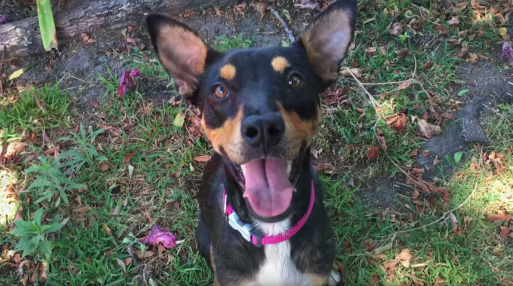 Disabled Dog Is About To Be Euthanized When He Shows Everyone He Wants To Live