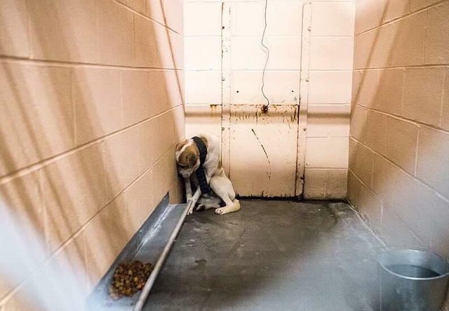 Sad Dog Sits In The Corner Of Kennel But Totally Opens Up When Belt Is Removed From Neck