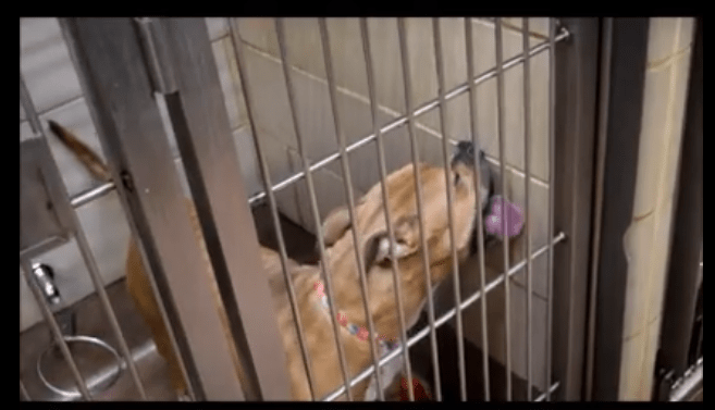 Dog, surrendered for getting ‘too big,’ is so stressed that she is licking kennel walls
