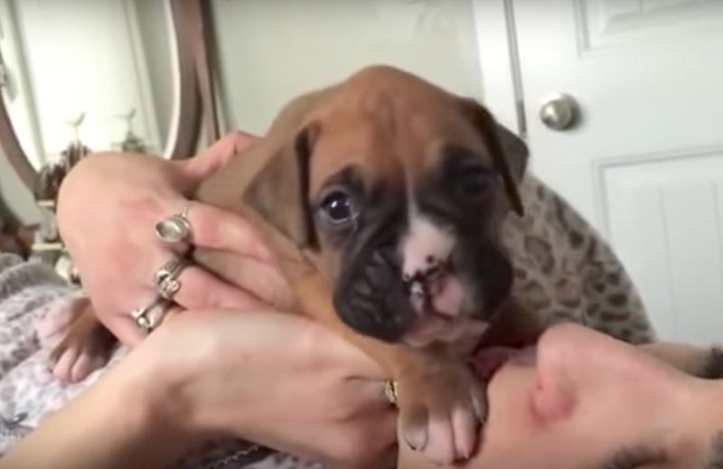 Boxer Puppy Stops In The Middle Of Kissing To Sing His Love For Mom