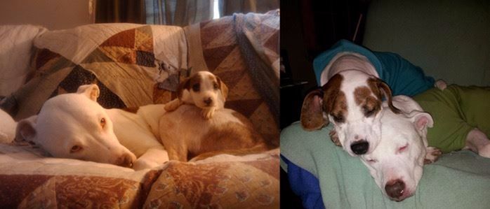 8 Before And After Photos of Dogs Growing Up Together To Warm Your Heart