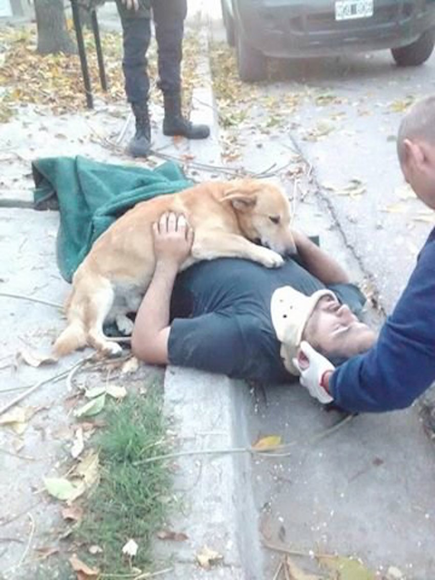 Worried Dog Refuses To Leave Unconscious Owner’s Side Until Paramedics Arrive