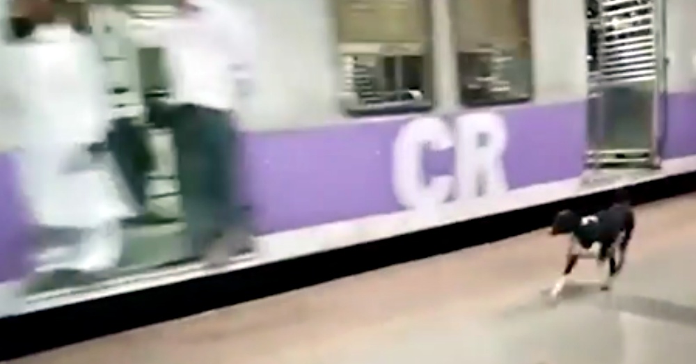 Video Of Dog Waiting For The Train Every Night Is Breaking Hearts All Over The Internet