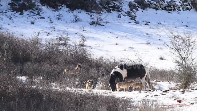Horse Encircled By Wolves Has Reaction That Puzzles Everyone, Including The Wolves