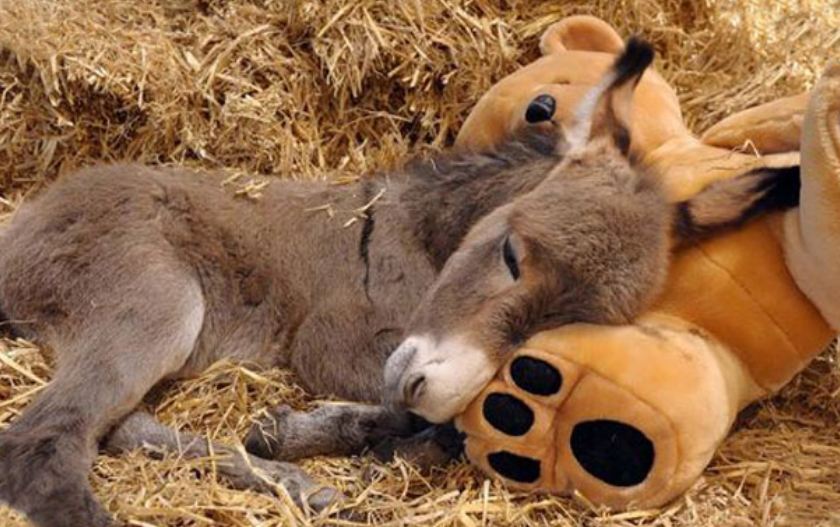 Baby Donkeys You’ll Think Are Almost As Cute As Puppies