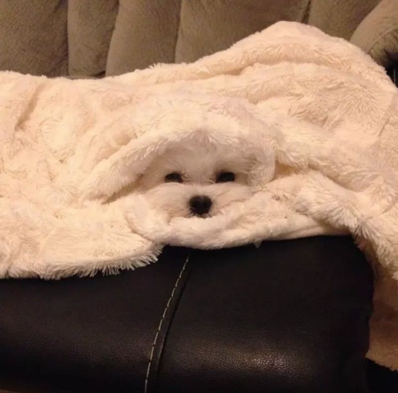 Pics Of Chameleon Dogs Perfectly Blending In With Their Surroundings