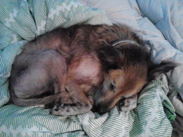 No One Wanted This Dying, 16-Year-Old Shelter Dog — Until One Family Took A Chance