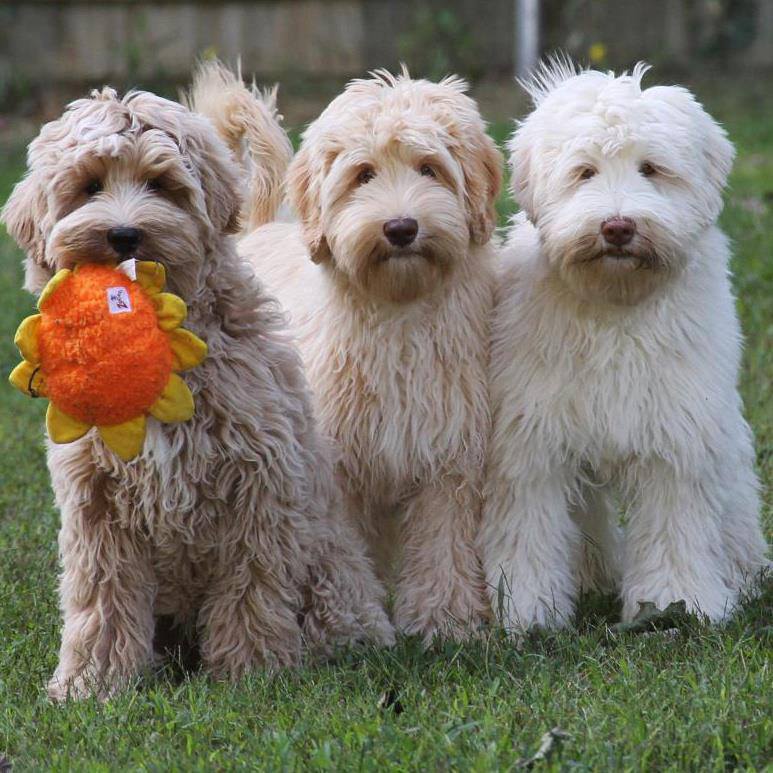 10 Interesting And Fun Facts About Labradoodles