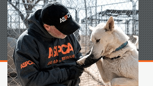 Nearly 120 animals rescued from ‘sanctuary’ in New Mexico