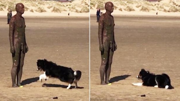 Confused Dog Adorably Tries To Plays Fetch With Statue