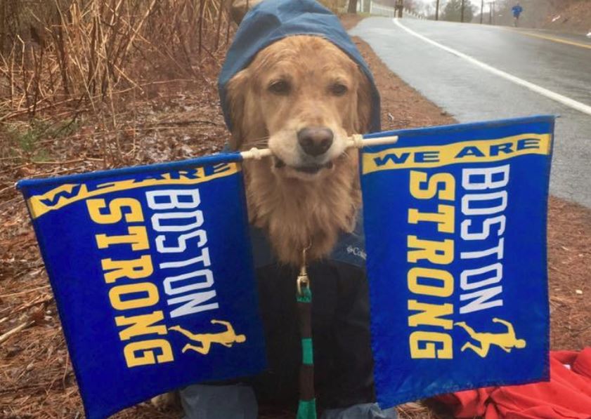 Adorable: Therapy dog Spencer braves cold for Boston Marathon runners