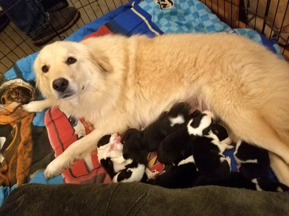 Daisy Is Depressed After She Loses Her Puppies In A Fire, So They Show Her A New Litter