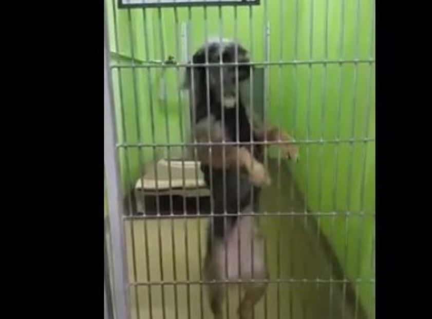 Dog Wants Adopted So Badly, She Dances Every Time She Sees Someone