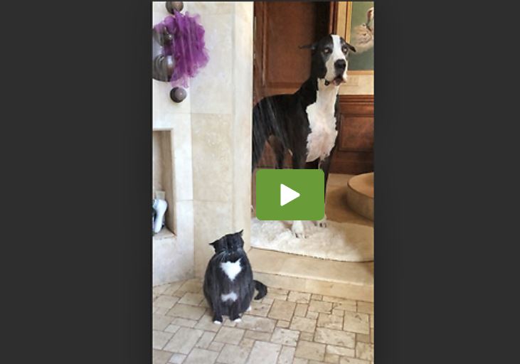 Great Dane restlessly waits for cat to finally finish showering