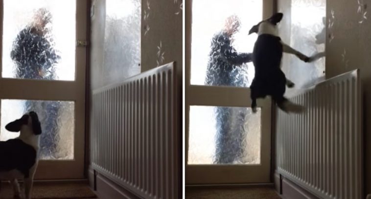 Excited Dog Bounces Off Walls When Owners Return Home