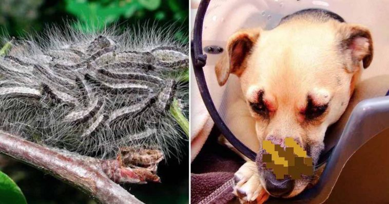 Dog Severely Injured from Toxic Caterpillars Infesting Britain