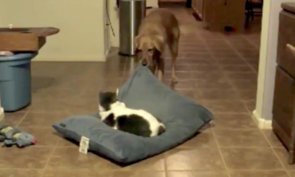 Dogs Notice Cats Sleeping In Their Beds, And How They Handle It Will Have You In Stitches