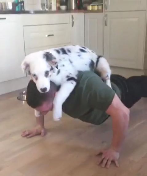 This Puppy Loves Helping His Owner With The Push Ups
