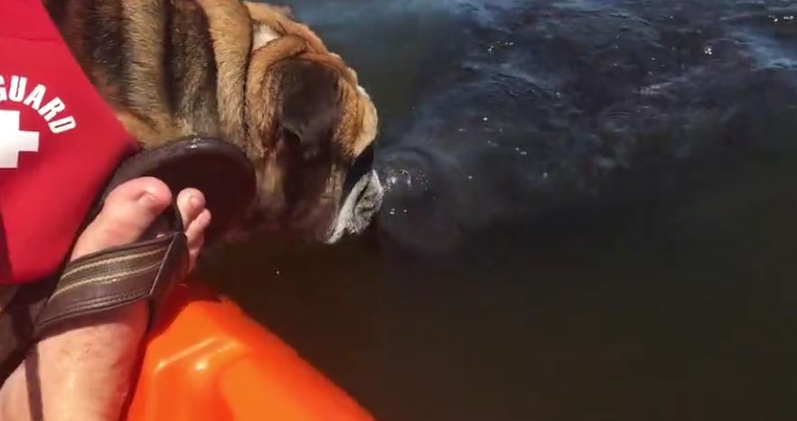 English Bulldog Shares Kisses With Wild Manatee
