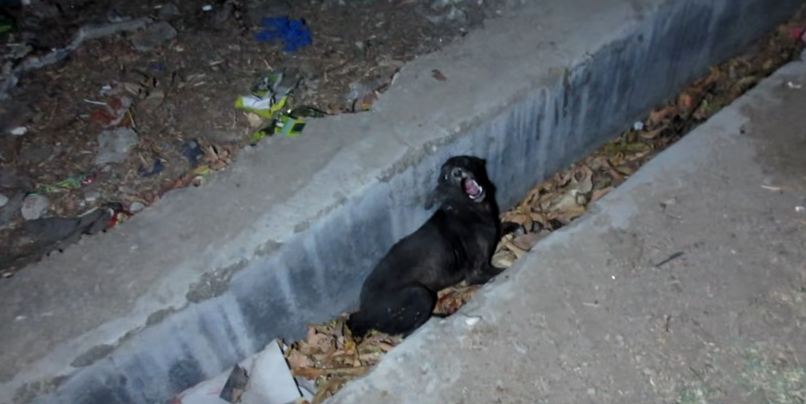 Puppy Cried Out From A Sewage Gutter, And Then His Terror Turned Into Trust