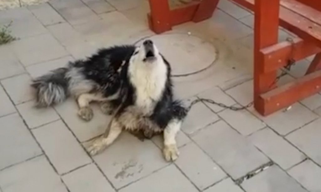 Police Identify Missing Husky By Seeing If He Sings Along To His Favorite Song