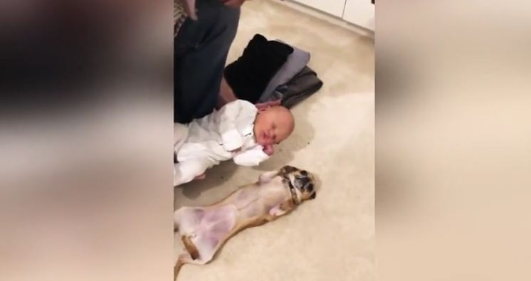 Excited Chihuahua Meets Newborn Baby For The First Time, Her Reaction Stuns Parents