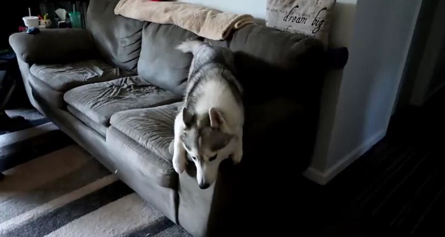 Every Day At Dinner, These Huskies Pitch A Fit That’ll Give You Belly Laughs